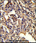 PSMD13 Antibody (C-term)
